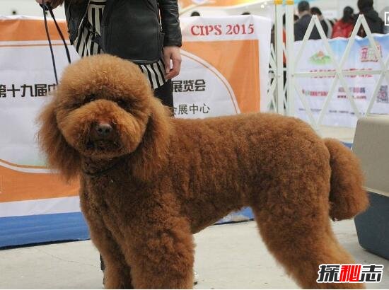 世界上最聪明贵宾犬巨型泰迪，身材魁梧温顺/曾售价600万