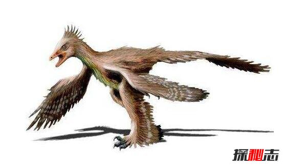 世上罕见的奇禽四翼鸟，长四只翅膀外形似恐龙