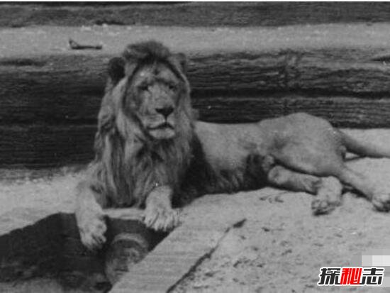 世界上最大的巴巴里狮子，纯血统的巴巴里狮惨遭人类灭绝