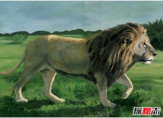 世界上最大的巴巴里狮子，纯血统的巴巴里狮惨遭人类灭绝
