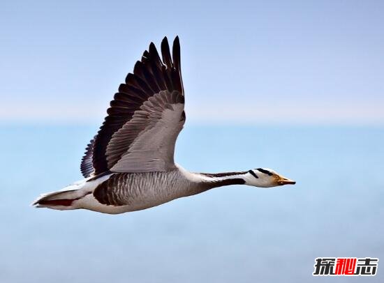 世界上飞得最高的鸟类，斑头雁(9000米/飞越喜马拉雅山)