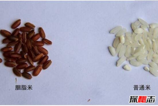 世界上最贵的大米，纯正康熙胭脂米(最高售价4000元/斤)