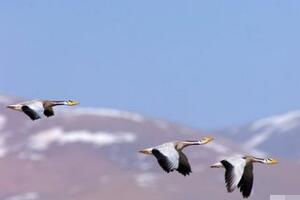 世界上飞得最高的鸟类，斑头雁(9000米/飞越喜马拉雅山)