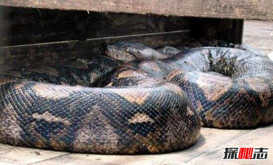 人类发现世界上最大的蛇，四川50米长巨蟒吓死人(附图)