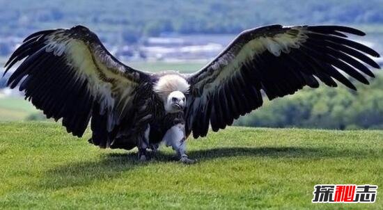 世界上寿命最长的鹰，阿根廷巨鹰能活100年(自虐后重生)