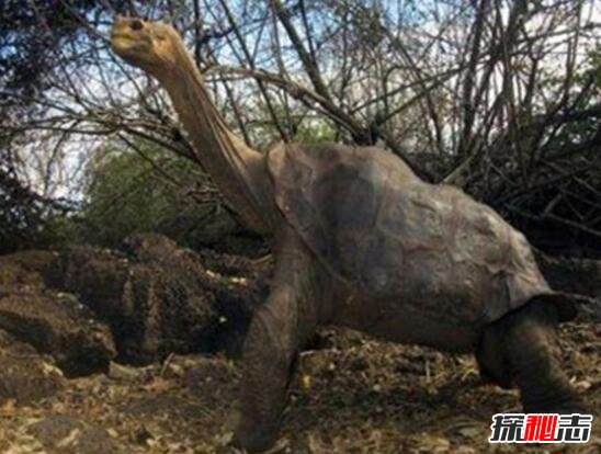 世界上最大的乌龟，加拉帕戈斯象龟(长6米/重800斤)