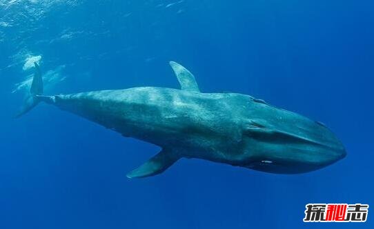 世界上最大的鲸鱼，蓝鲸高33米重181吨(非洲象体重30倍)