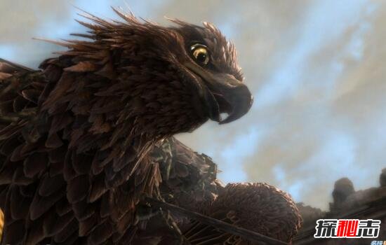 世界上寿命最长的鹰，阿根廷巨鹰能活100年(自虐后重生)