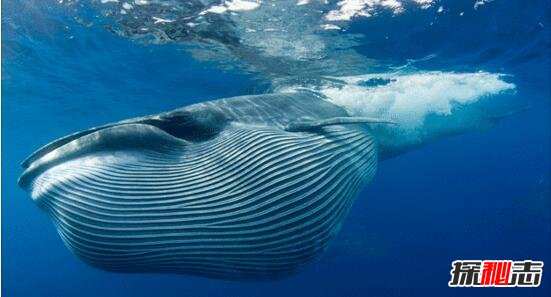 世界上最大的鲸鱼，蓝鲸高33米重181吨(非洲象体重30倍)