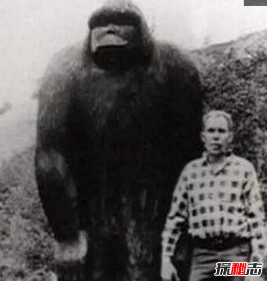 世界上最大的猿，步氏巨猿高3米重达1100斤(素食主义)