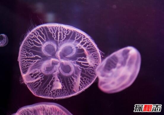 世界上最原始的桃花水母，5.5亿年前已诞生如今濒危(超美)