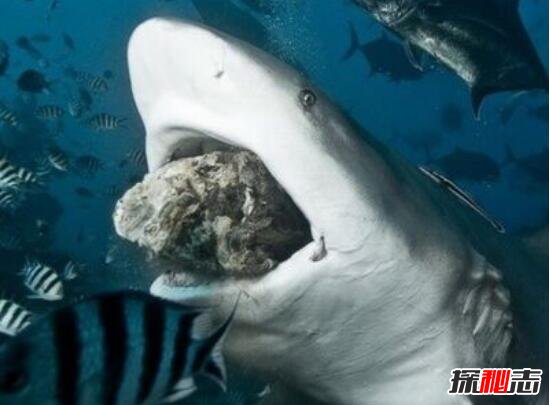 世界上最凶猛的鲨鱼，牛鲨(没有天敌最后却被自己撑死)
