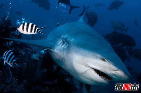 世界上最凶猛的鲨鱼，牛鲨(没有天敌最后却被自己撑死)