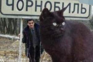 乌克兰巨猫是真的吗，世界上最大的猫Angie竟是网友恶搞