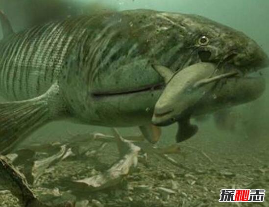 海洋中的巨无霸含肺鱼，体长8米重达2吨(一口吞下鲨鱼)