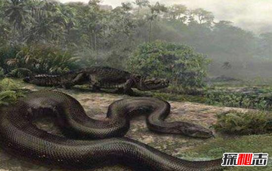 盘点世界上最大的蛇，古墓挖出千年巨蛇长20米重达400斤