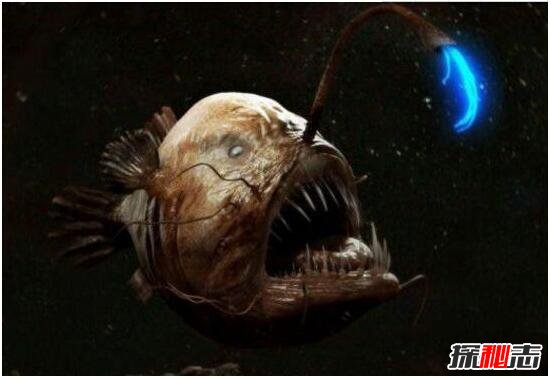 其丑无比的深海安康鱼，头顶自带发光器(味道鲜美无比)