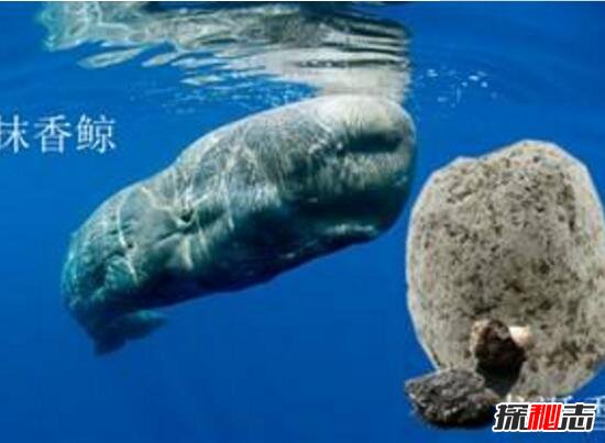 龙涎香是什么东西，深海动物抹香鲸分泌物(粪便/最贵香料)
