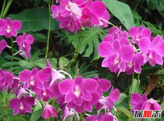 新加坡的国花是什么花，胡姬花/兰花(新加坡国花的含义)