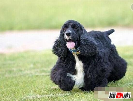 世界上寿命最长的狗排名，马尔济斯犬能活18岁(最长情陪伴)