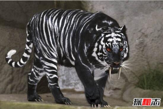 十大世界濒危动物，黑蓝虎极为稀有(见过一个算你厉害)