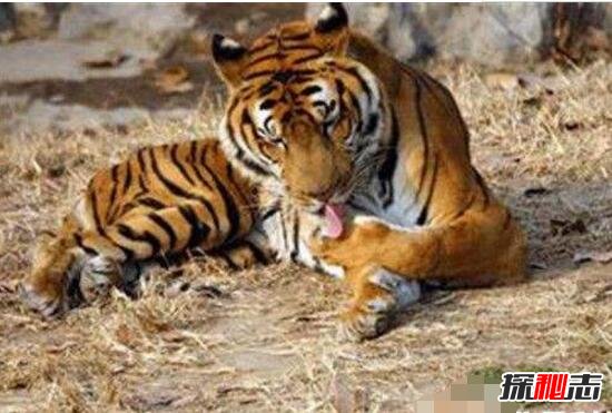 世界上最小的老虎，迷你巴里虎(体长1米/惨遭人类灭绝)