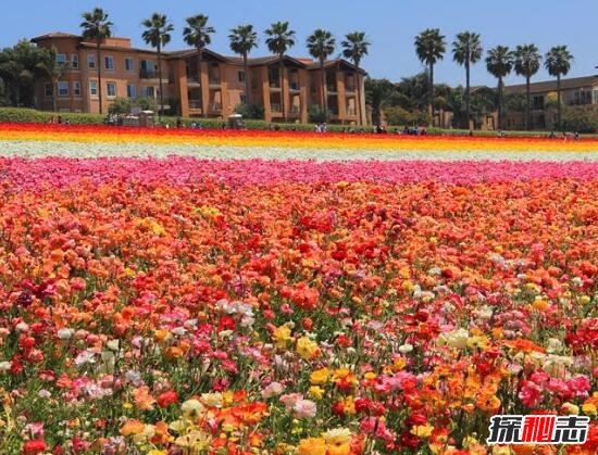世界十大花海排名，全球最美的十大花海图片(中国上榜2个)