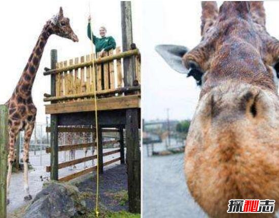 世界最高长颈鹿，高达6米(世界上最大长颈鹿/太高被嫌弃)