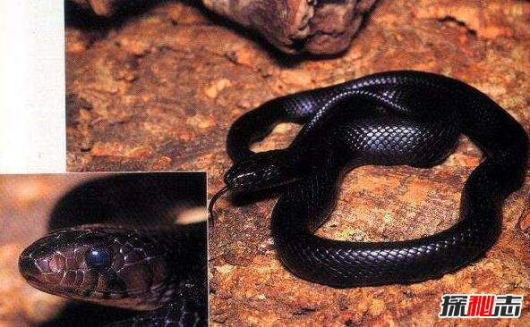 四川发现50米巨蟒，世界上最大的蟒蛇(蟒蛇成精吓死人)