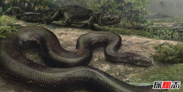四川发现50米巨蟒，世界上最大的蟒蛇(蟒蛇成精吓死人)