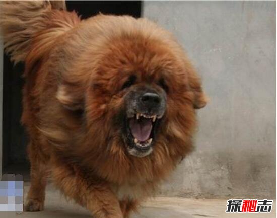 中国藏獒十大獒王排名，第一藏獒惊天兽最屌/最有名的藏獒