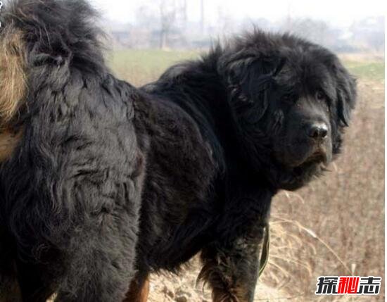 中国藏獒十大獒王排名，第一藏獒惊天兽最屌/最有名的藏獒