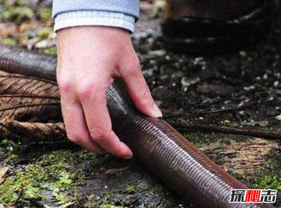 世界上最长的蚯蚓，长3米比蟒蛇还长(濒危物种/国家保护)