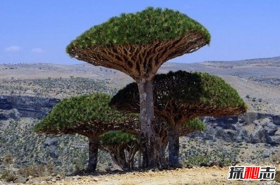 非洲龙血树