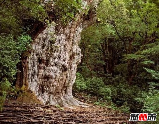 日本Jhomon Sugi树
