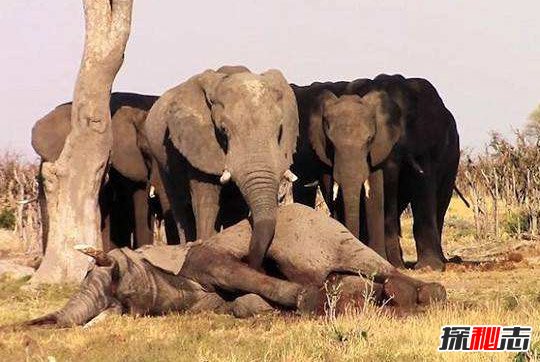 世界上最记仇的动物，大象报仇十年不晚
