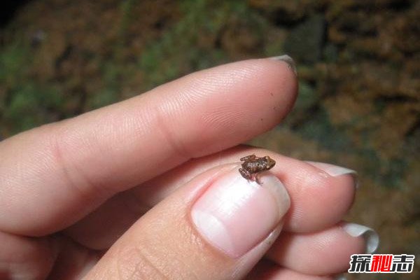 世界上最小的青蛙-阿马乌童蛙
