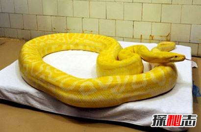 世界上最稀有的蛇：蓝蛇售价50万美元(变异品种)