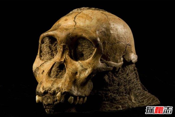 全世界最早的人类，南方古人猿人类光辉历史的转折点