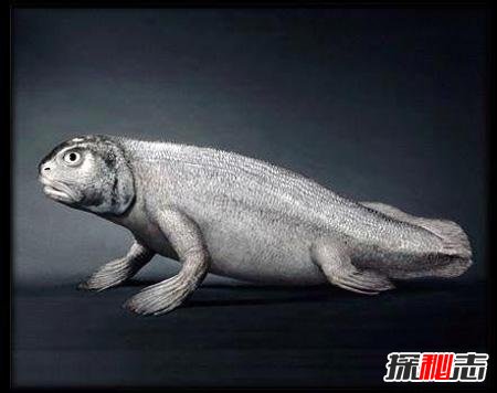 人类是鱼进化的吗？从鱼到人的进化过程图片揭秘