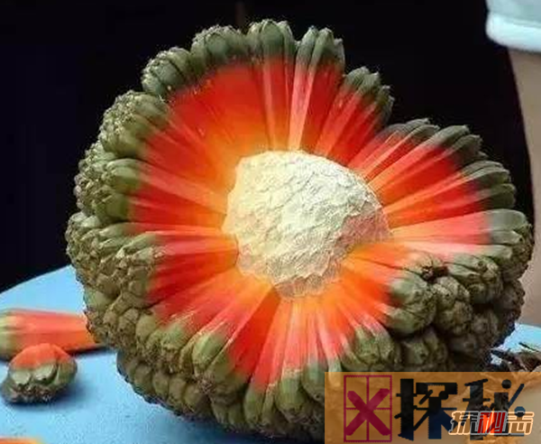 世界上最恐怖的水果:西非荔枝果(不熟可以致命)
