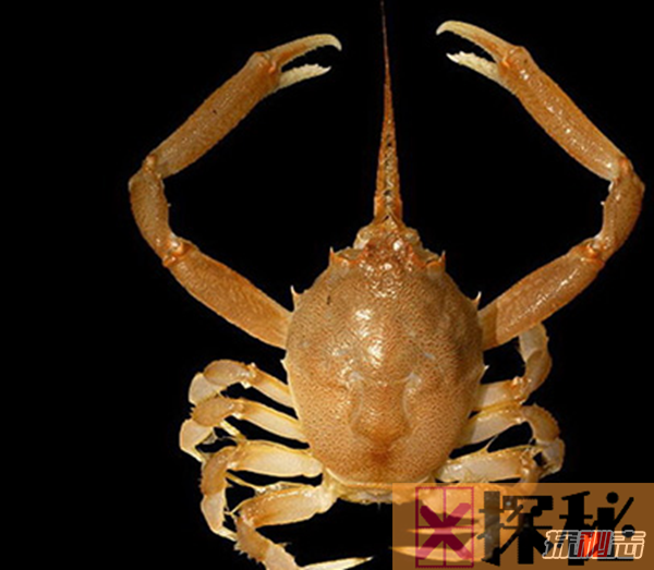 世界上最大的变异螃蟹:日本巨型杀人蟹(体长4.2米重40公斤)