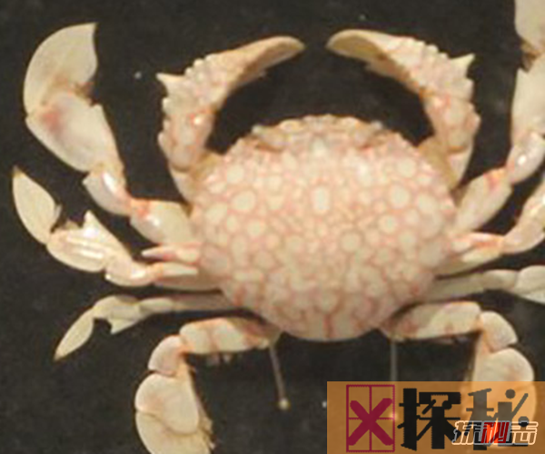 世界上最大的变异螃蟹:日本巨型杀人蟹(体长4.2米重40公斤)