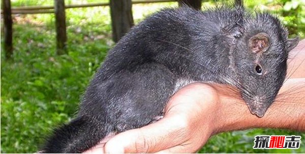 十大复活成功的灭绝动物, 新喀里多尼亚睫角壁虎再次出现