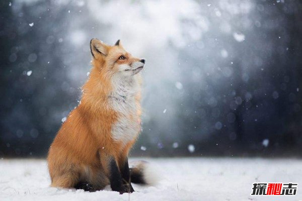 狐狸炼丹科学解释,揭秘狐狸炼丹是真的吗