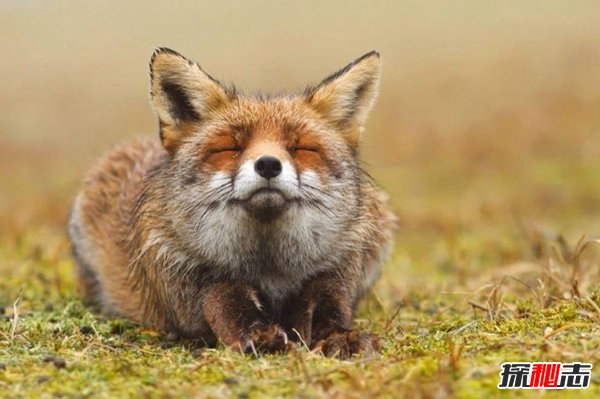 狐狸炼丹科学解释,揭秘狐狸炼丹是真的吗