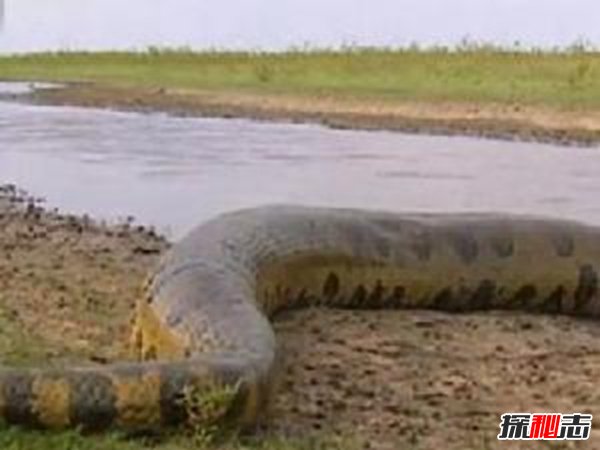 看世界上最长的大蛇 !卫星拍到世界上最大蛇