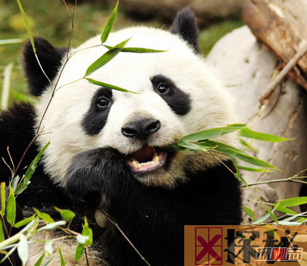什么是始熊猫?以食肉为主的最早的熊猫(大熊猫的祖先)