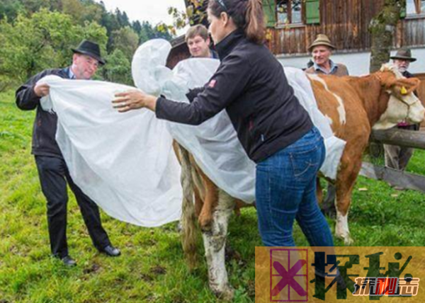 德国奶牛被穿上尿不湿,真相惊人!新规引起农主不满发起抗议