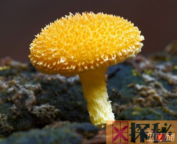 世界上最奇怪的12种蘑菇,蓝牛奶蘑菇有种宜人的泥土味